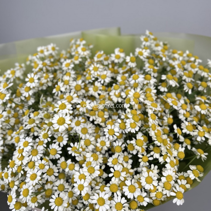 Лесное чудо