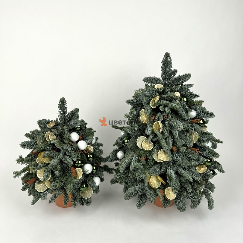 Грандиозная зима